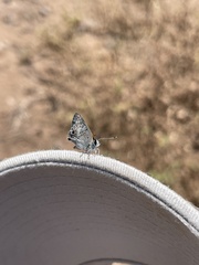 Strymon istapa clarionica
