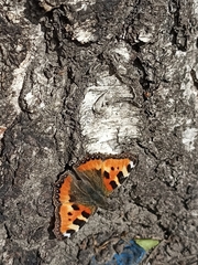 Aglais urticae