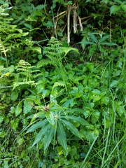 Paris polyphylla stenophylla
