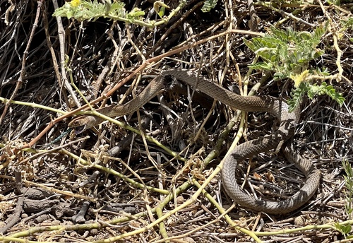 Clarion Island Whip Snake