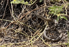 Masticophis anthonyi