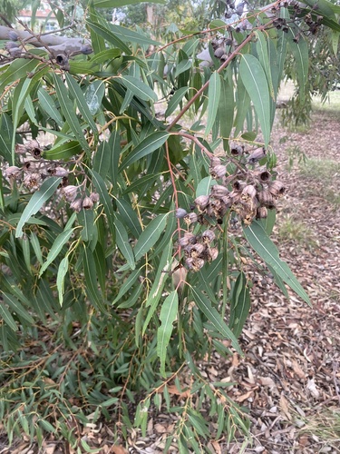 Angophora costata