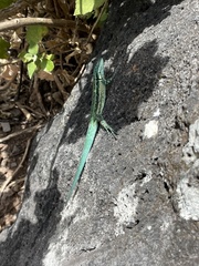 Urosaurus clarionensis