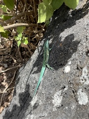 Urosaurus clarionensis