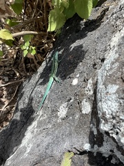 Urosaurus clarionensis