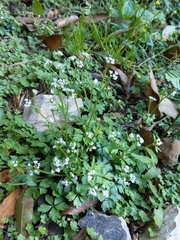 Sanicula petagnioides