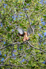 Falco tinnunculus