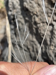 Aristida tenuifolia