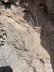 Aristida tenuifolia