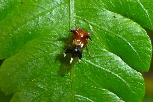 Poppea capricornis (Insectos Papa´s Place) · iNaturalist