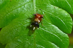 Poppea capricornis