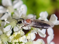 Dilophus strigilatus