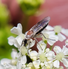 Dilophus strigilatus