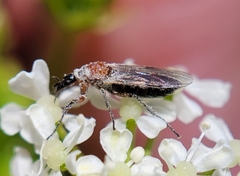 Dilophus strigilatus