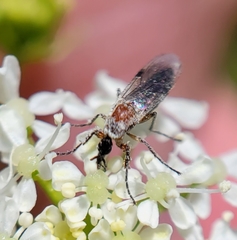 Dilophus strigilatus