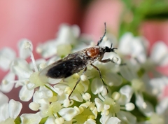 Dilophus strigilatus
