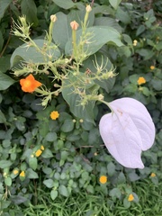 Mussaenda erythrophylla