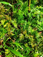 Selaginella delicatula