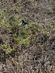 Battus philenor insularis