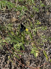 Battus philenor insularis