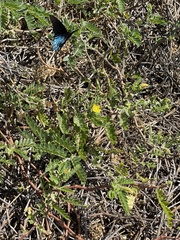 Battus philenor insularis