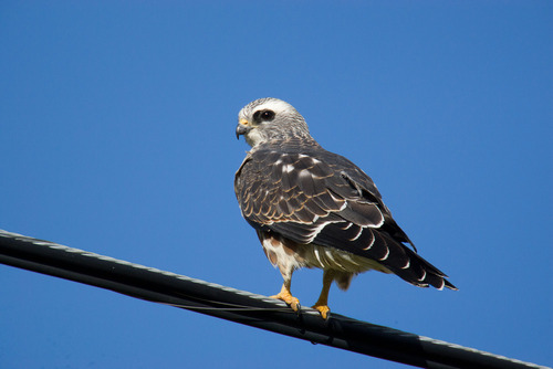 Mississippi Kite