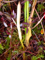 Clavaria sphagnicola
