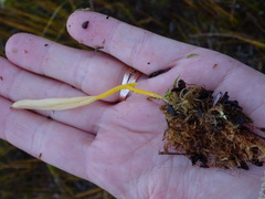 Clavaria sphagnicola