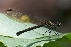 Heliocypha perforata