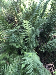 Woodwardia fimbriata image