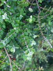 Metrosideros perforata