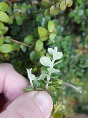 Metrosideros perforata