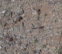 Phanogomphus kurilis