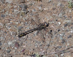 Phanogomphus kurilis