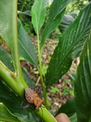 Piezogaster auriculatus