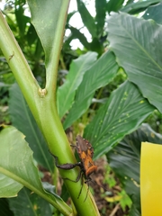 Piezogaster auriculatus