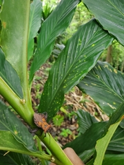 Piezogaster auriculatus