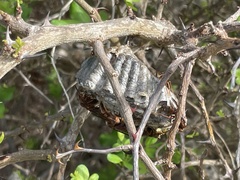 Polistes dorsalis clarionensis