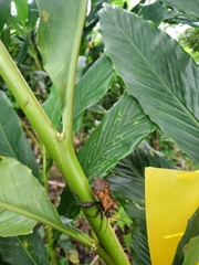 Piezogaster auriculatus