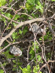 Polistes dorsalis clarionensis