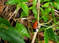 Strongylium hoepfneri