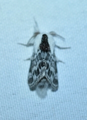 Tolype notialis