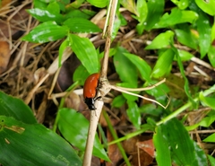 Strongylium hoepfneri