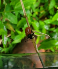 Strongylium hoepfneri