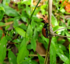 Strongylium hoepfneri