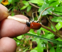 Strongylium hoepfneri