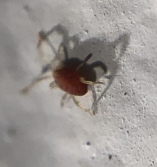 Smarididae