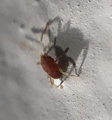Smarididae