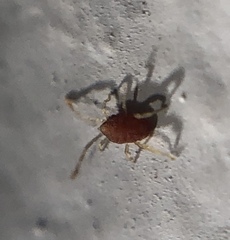 Smarididae