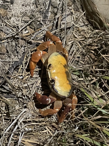 Clipperton crab